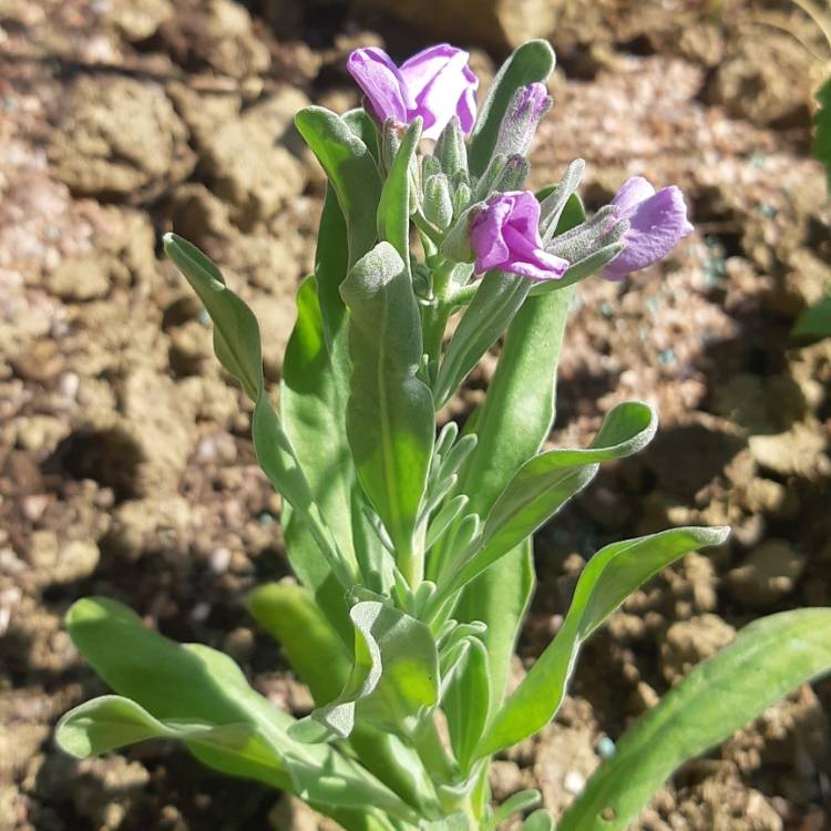 Plant image Matthiola incana