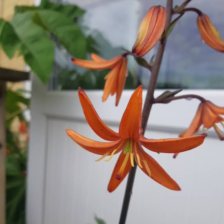 Plant image Lilium 'Orange Marmalade'