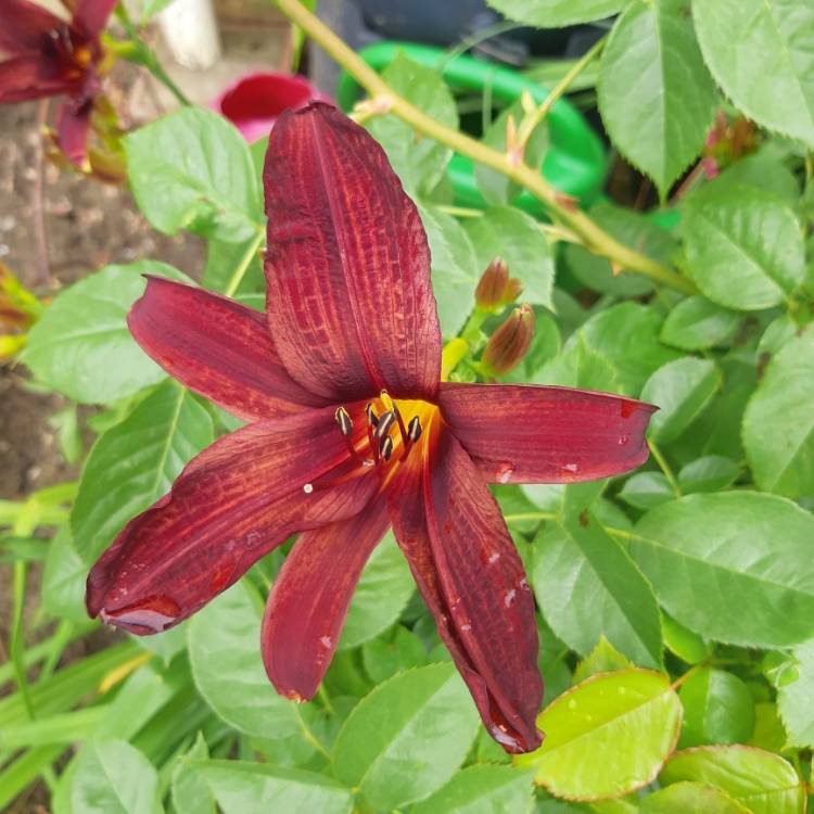 plant image 1334944