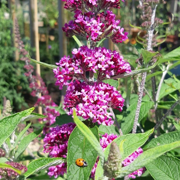 plant image 1337490 plant image 1337490
