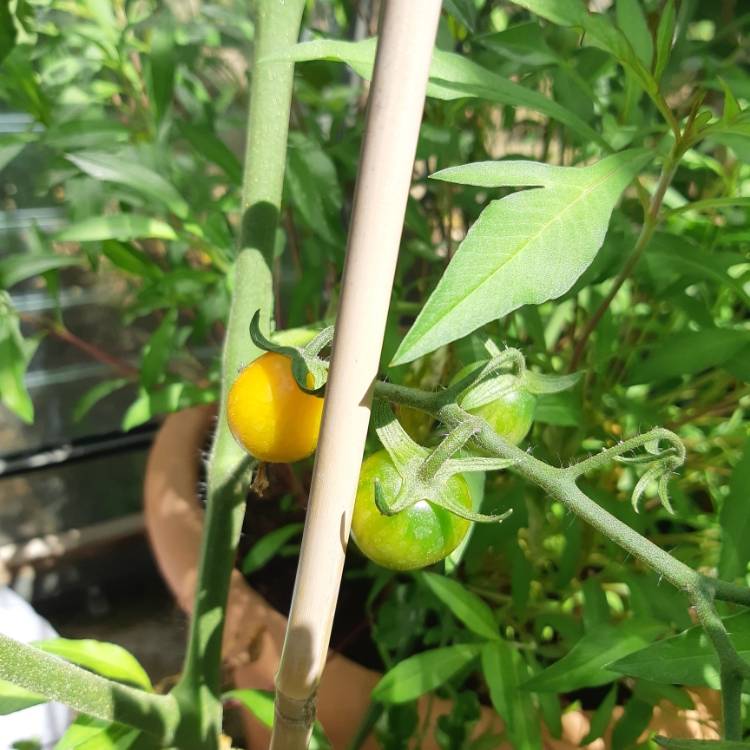 Plant image Solanum lycopersicum 'Honeycomb'