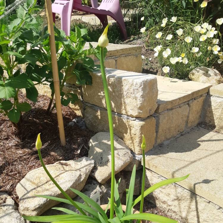 Plant image Agapanthus 'Bridal Bouquet'