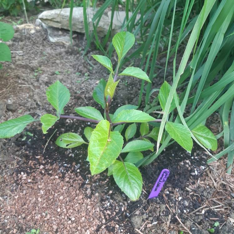 plant image 1352471