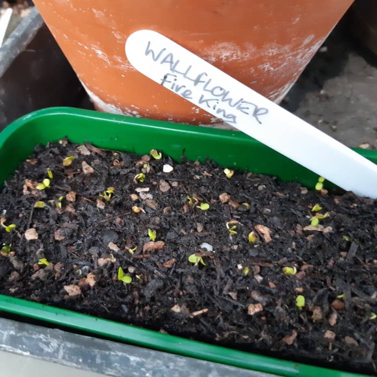 plant image 1356733