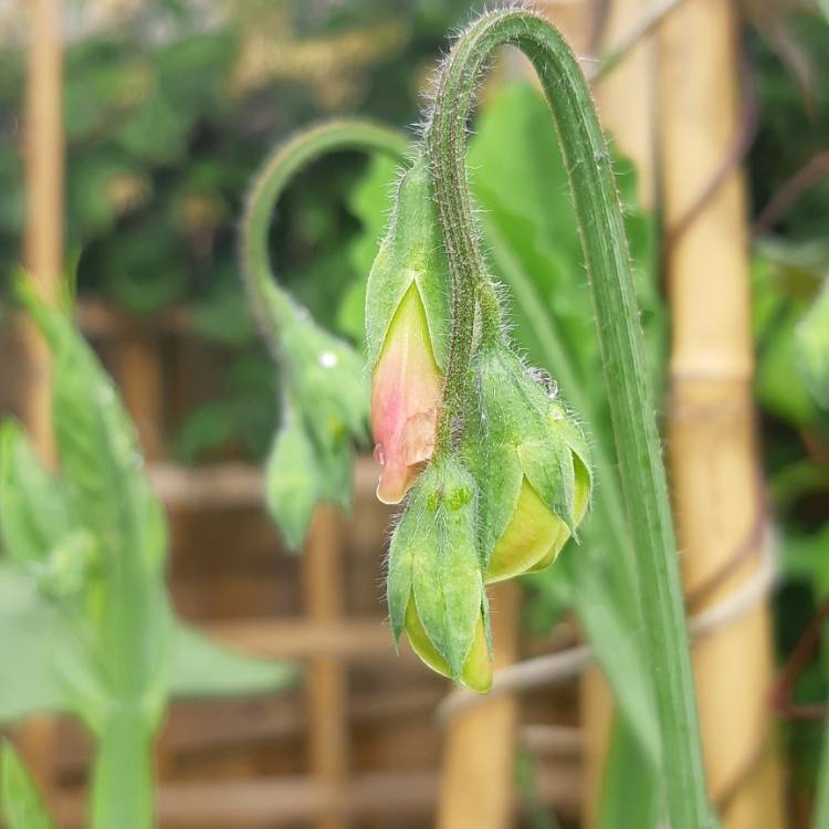 plant image 1358632