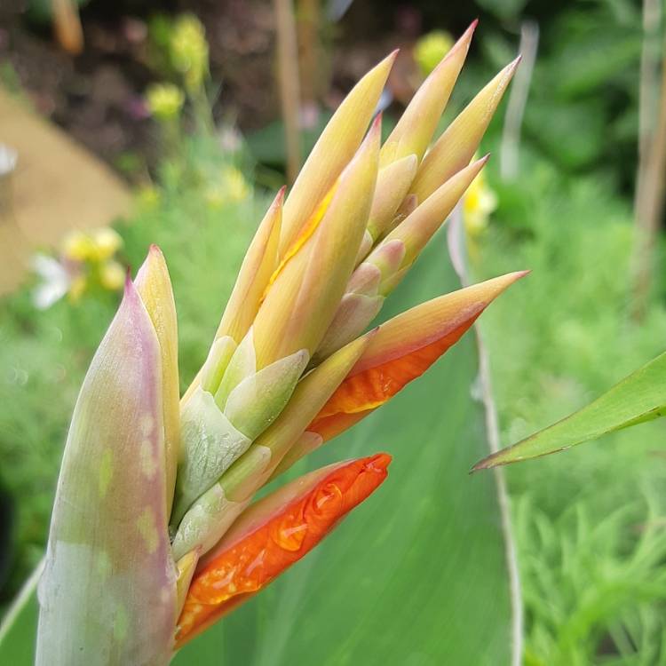 plant image 1358633 plant image 1358633