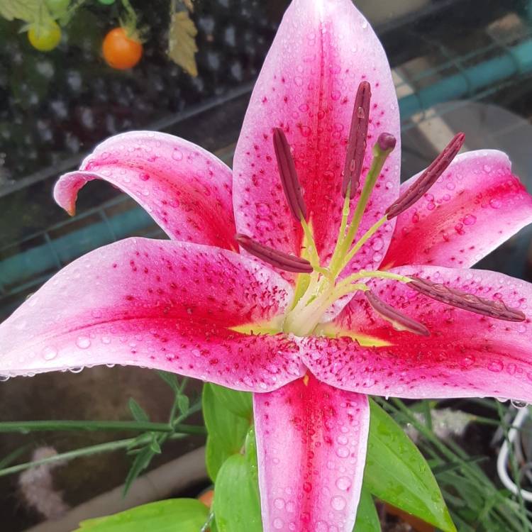 plant image 1358635