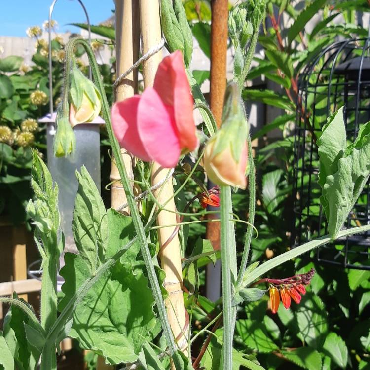 Plant image Lathyrus odoratus 'Prince of Orange'