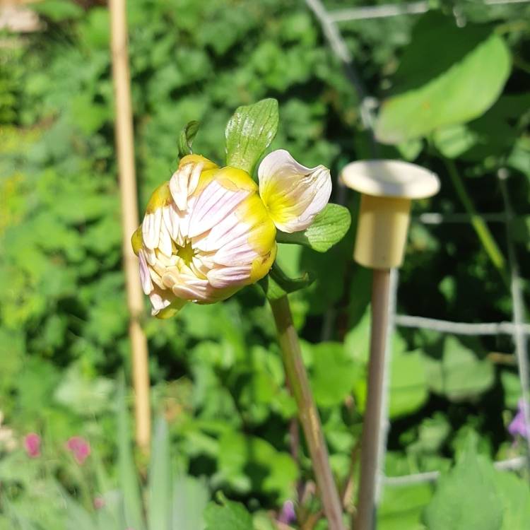 plant image 1360667