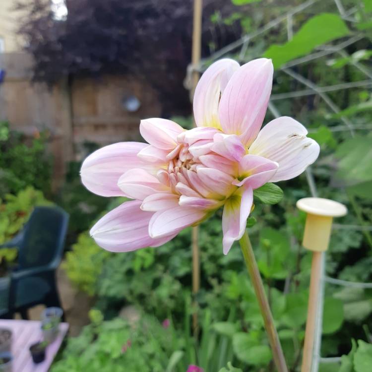 plant image 1362120