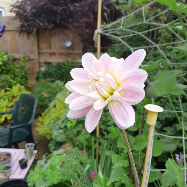 plant image 1362516