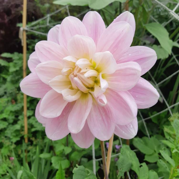 plant image 1363341