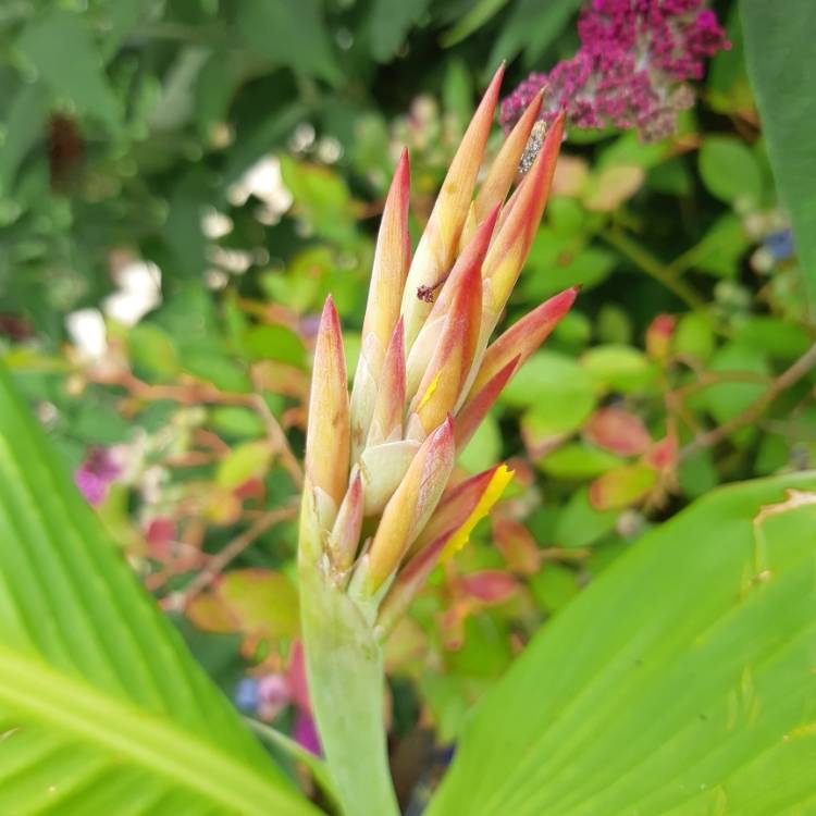 plant image 1365348