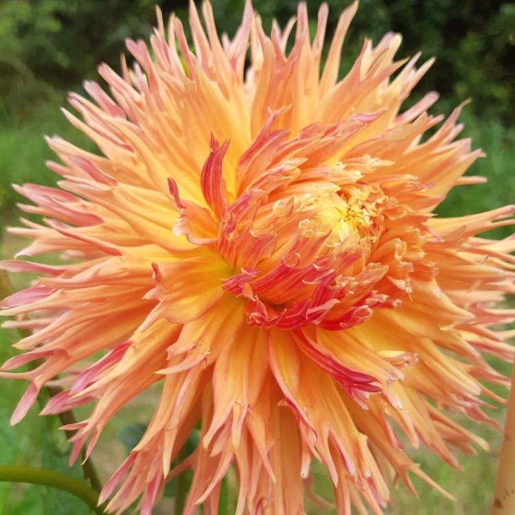 plant image 1367378 plant image 1367378