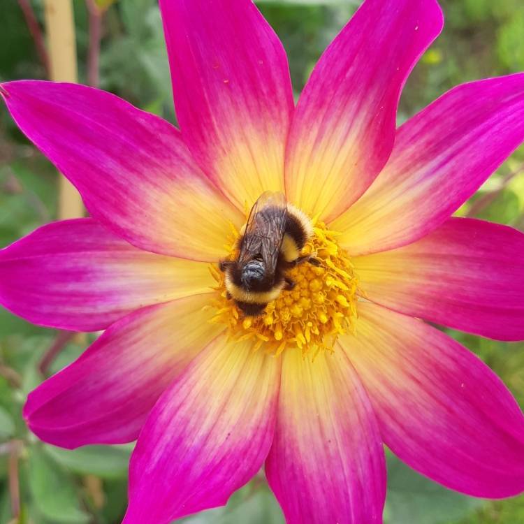 Plant image Dahlia 'Bright Eyes'