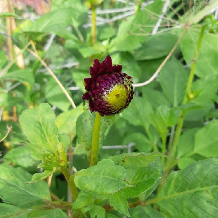 plant image 1386051