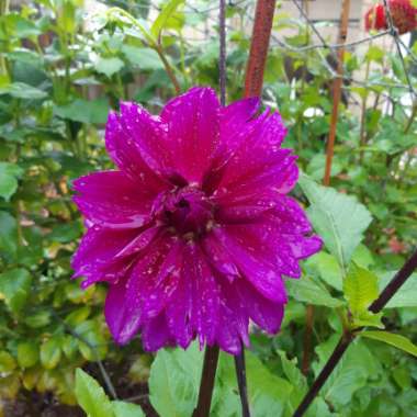 Dahlia 'Thomas A. Edison'
