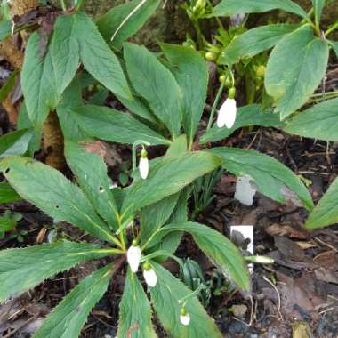 Snowdrop 'Magnet'