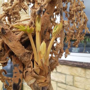Chinese Rice-Paper Plant 'Rex'