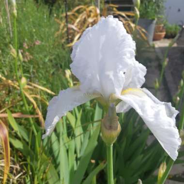 Bearded Iris 'Cliffs Of Dover' (Tall)