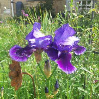 Bearded Iris 'Benton Nigel' (Tall)