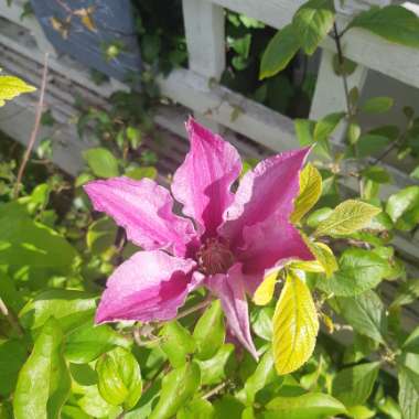 Clematis 'Sally'™