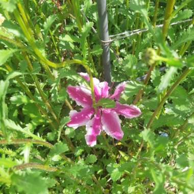 Clematis 'Carnaby'