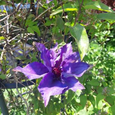 Clematis (Pruning Group 2 - Large Flowering Cultivars)