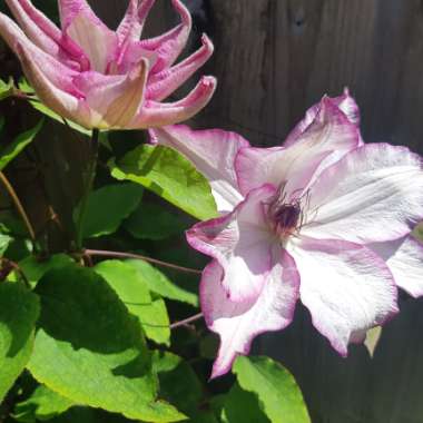 Clematis (Pruning Group 3 - Late Flowering Cultivars)