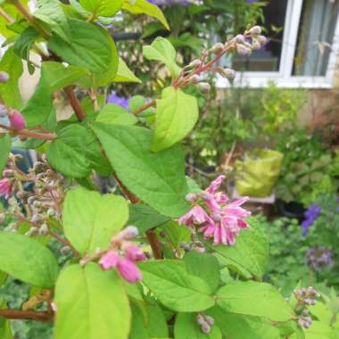 Deutzia 'Strawberry Fields'