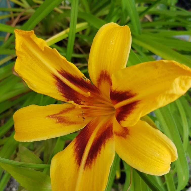 Plant image Hemerocallis 'Bonanza'