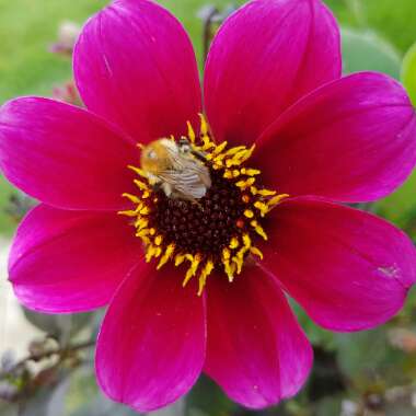 Dahlia 'Roxy'