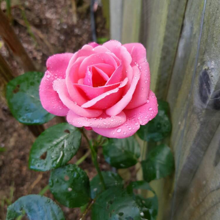 plant image 242276 plant image 242276