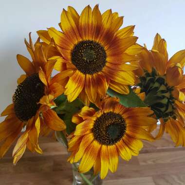 Helianthus annuus