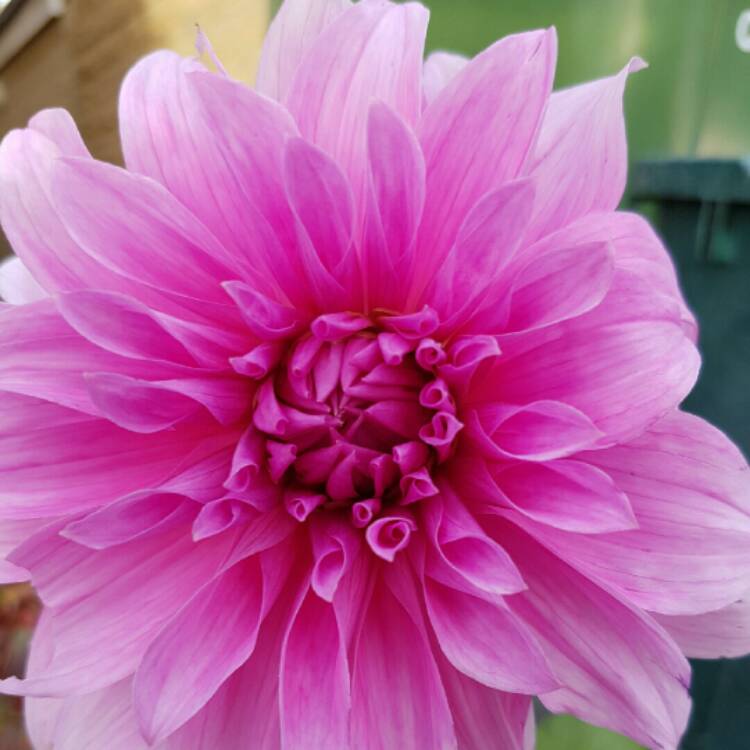 plant image 256308