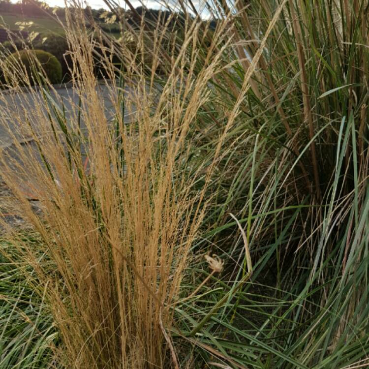 Plant image Nassella tenuissima syn. Stipa tenuissima