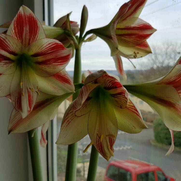 plant image 295087