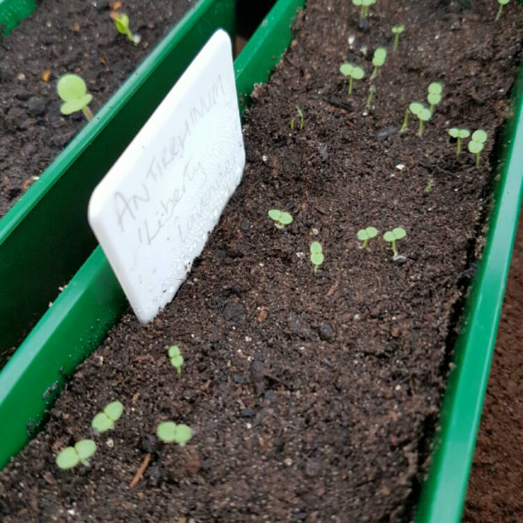 plant image 312044