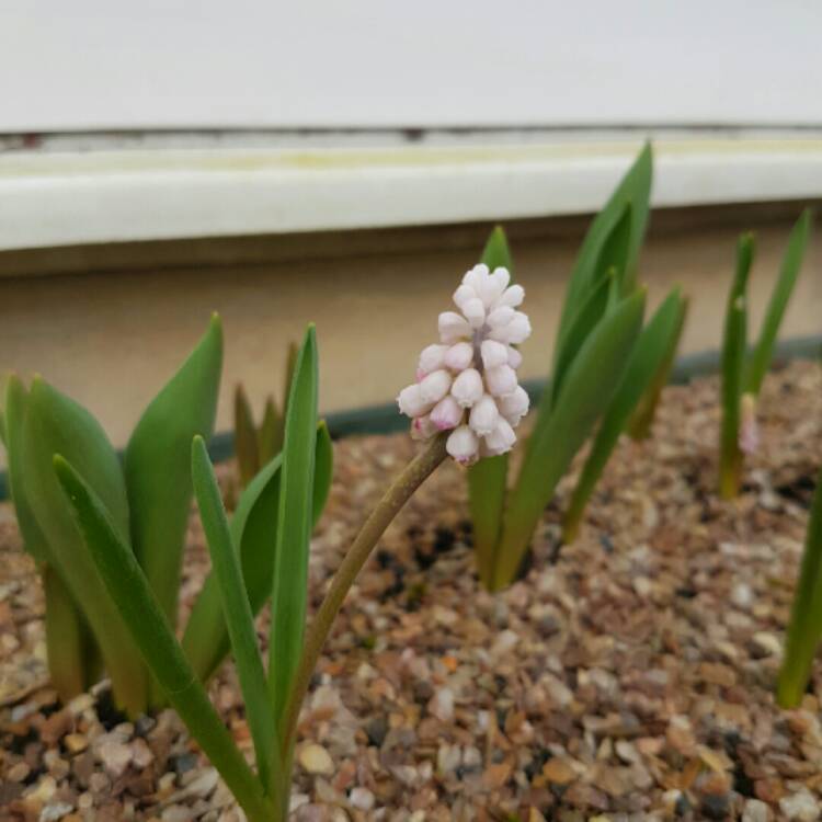 Plant image Muscari 'Pink Sunrise'