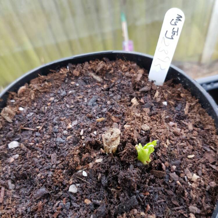 plant image 318098