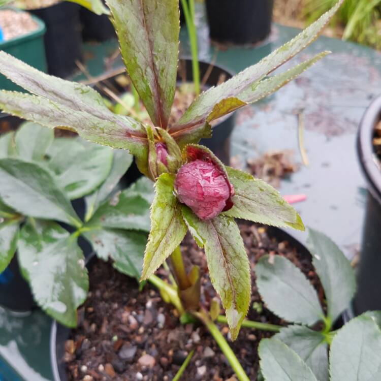 plant image 319683
