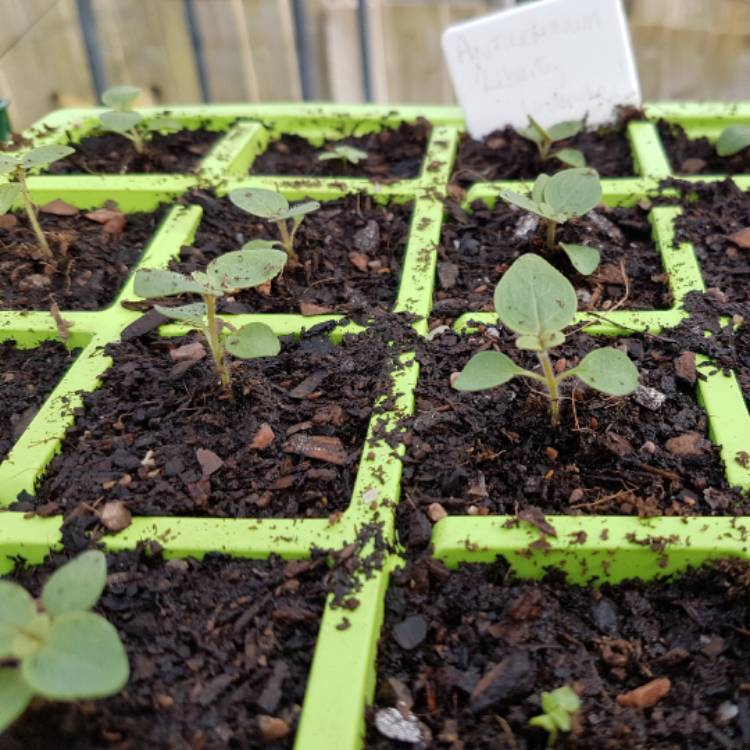 plant image 325327