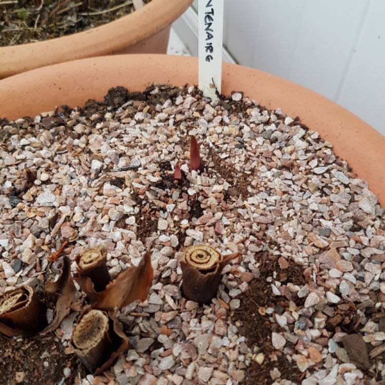 plant image 331772