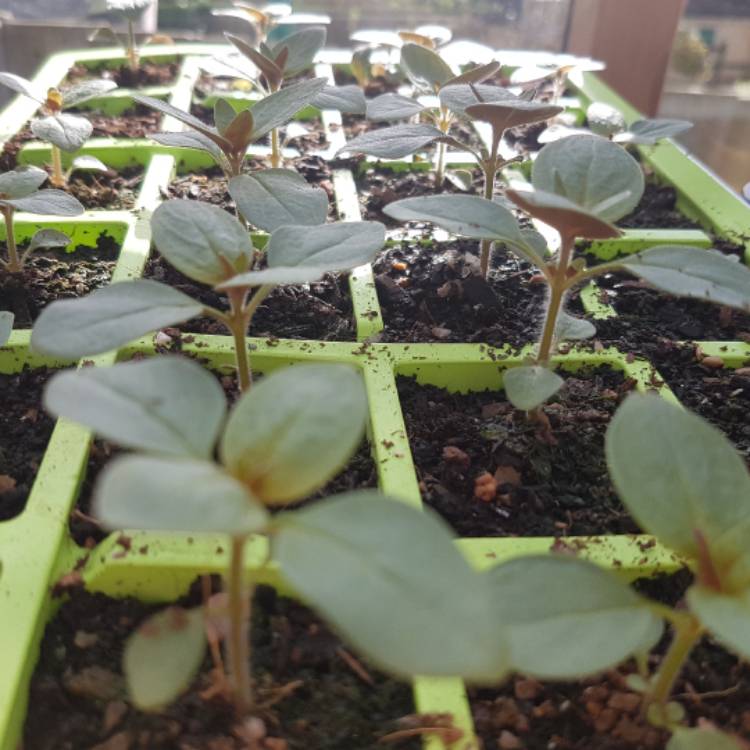plant image 336994