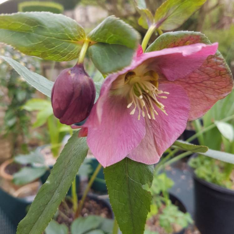 plant image 339141