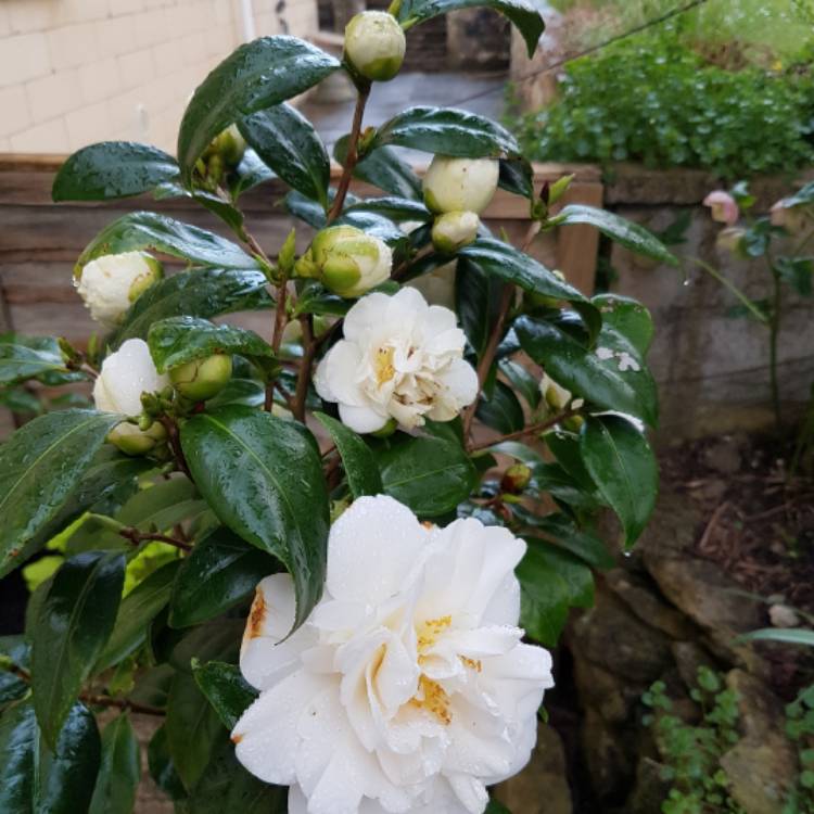 plant image 347623 plant image 347623