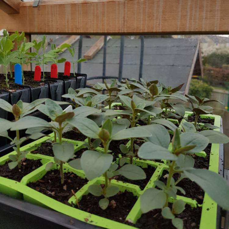 plant image 347657