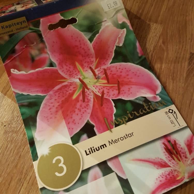 plant image 358697