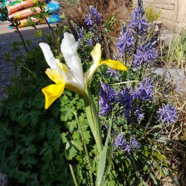 Iris x hollandica 'Apollo'