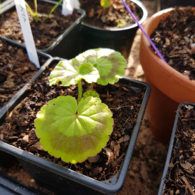 plant image 368903